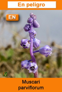 Muscari parviflorum