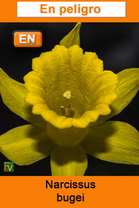Narcissus bujei