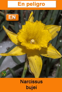 Narcissus bujei