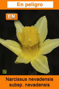Narcissus nevadensis