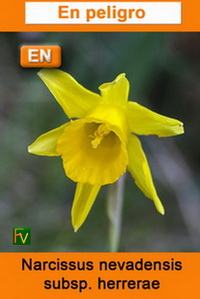 Narcissus nevadensis herrerae