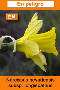 Narcissus nevadensis longispathus