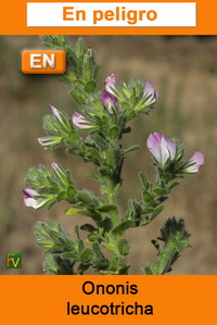 Ononis leucotricha