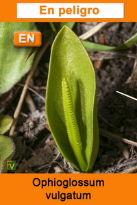 Ophioglossum vulgatum