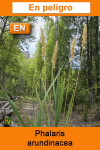 Phalaris arundinacea