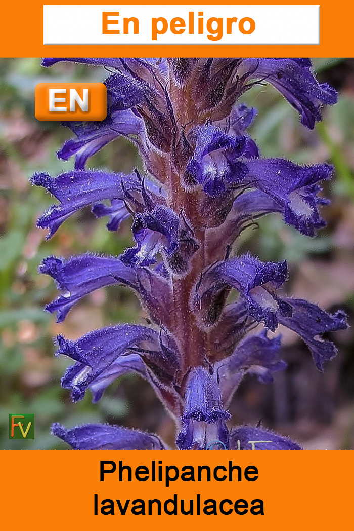 Phelipanche lavandulacea