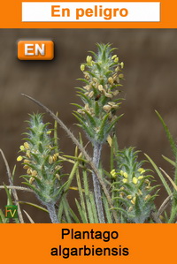 Plantago algarbiensis