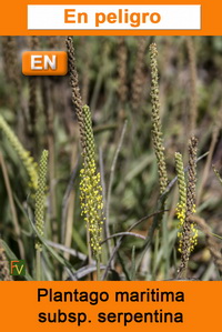 Plantago maritima serpentina