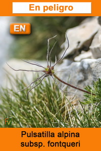 Pulsatilla alpina fontqueri