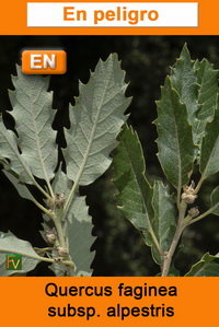 Quercus faginea alpestris
