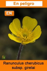 Ranunculus cherubicus girelai 2