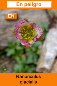 Ranunculus glacialis