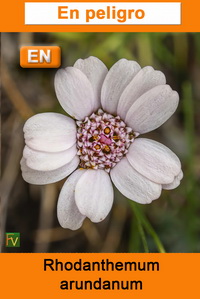 Rhodanthemum arundanum