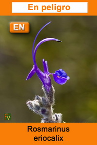 Rosmarinus eriocalix