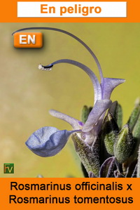Rosmarinus officinalis x R tomentosus