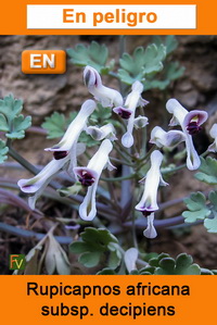 Rupicapnos africana decipiens