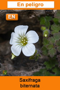 Saxifraga biternata