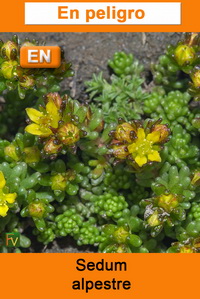 Sedum alpestre