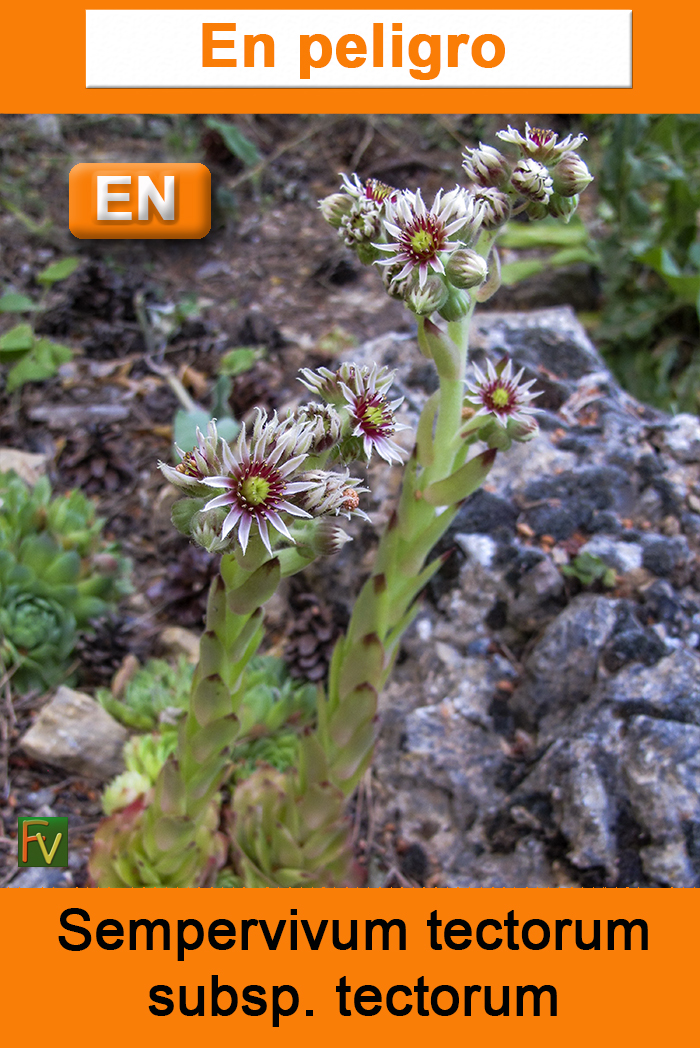 Sempervivum tectorum tectorum