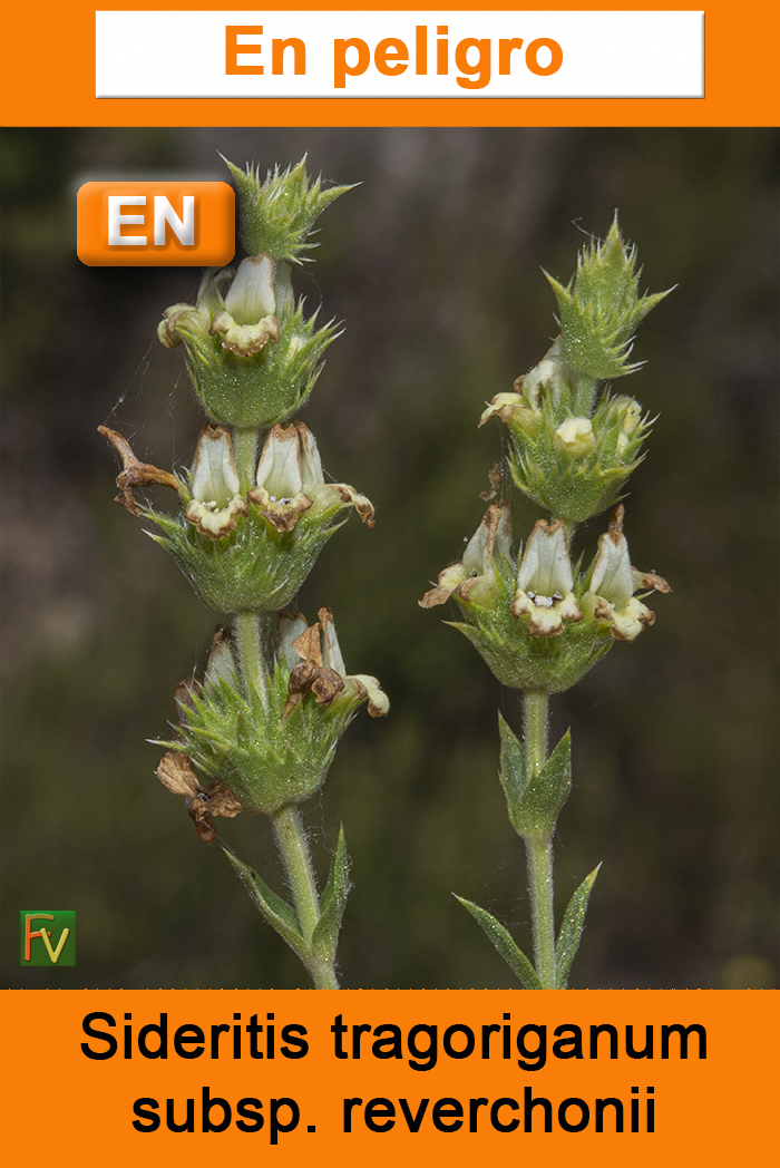 Sideritis tragoriganum reverchonii