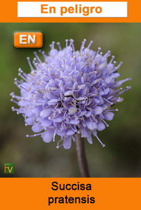 Succisa pratensis