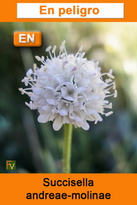 Succisella andreae molinae