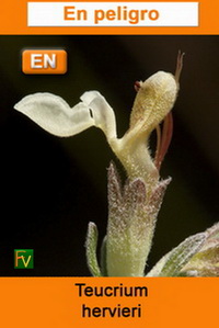 Teucrium hervieri