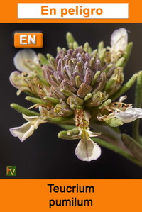 Teucrium pumilum