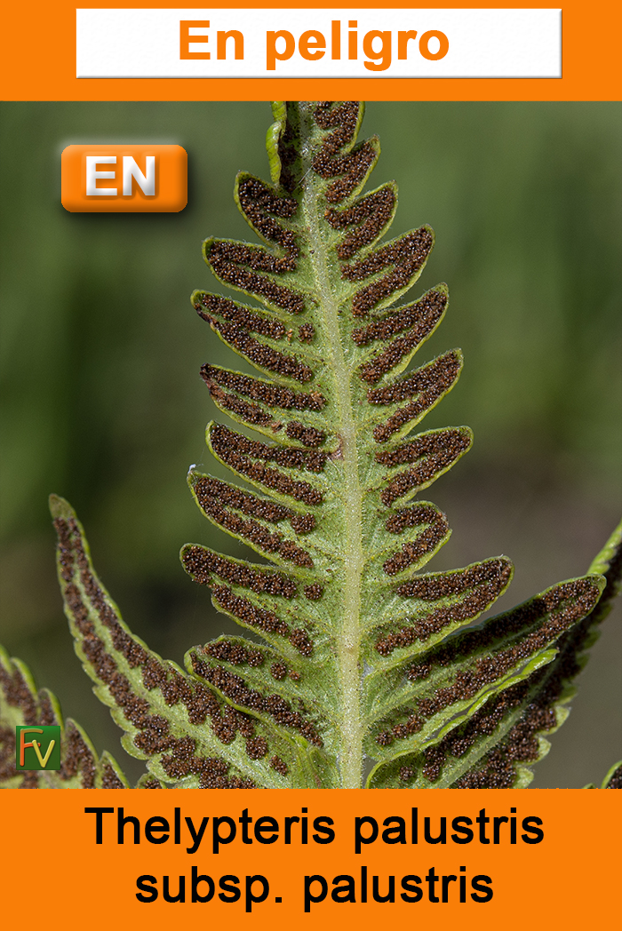 Thelypteris palustris palustris