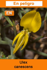 Ulex canescens