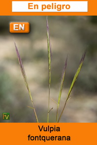 Vulpia fontquerana