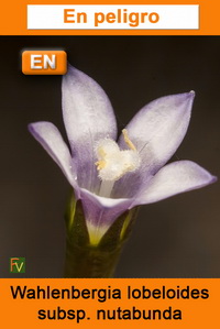Wahlenbergia lobeloides nutabunda