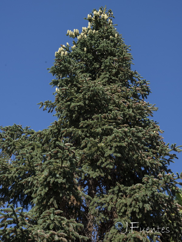 Abies cephalonica.01