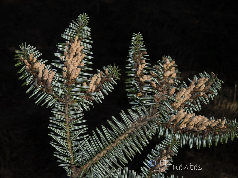 Abies cephalonica.03