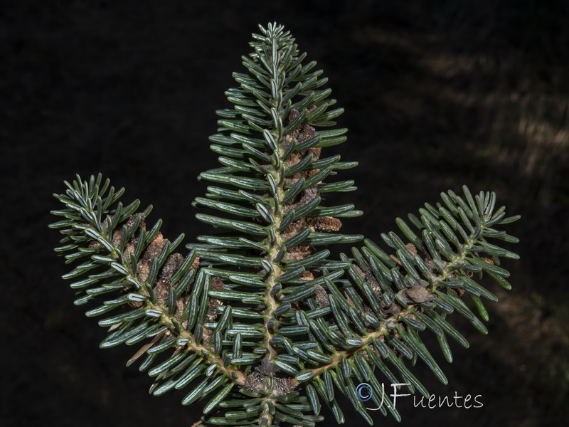 Abies cephalonica.04