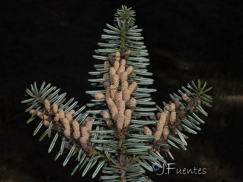 Abies cephalonica.05