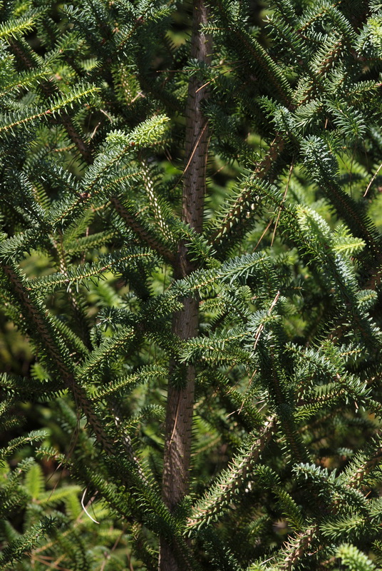 Abies pinsapo.03
