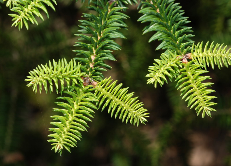 Abies pinsapo.08