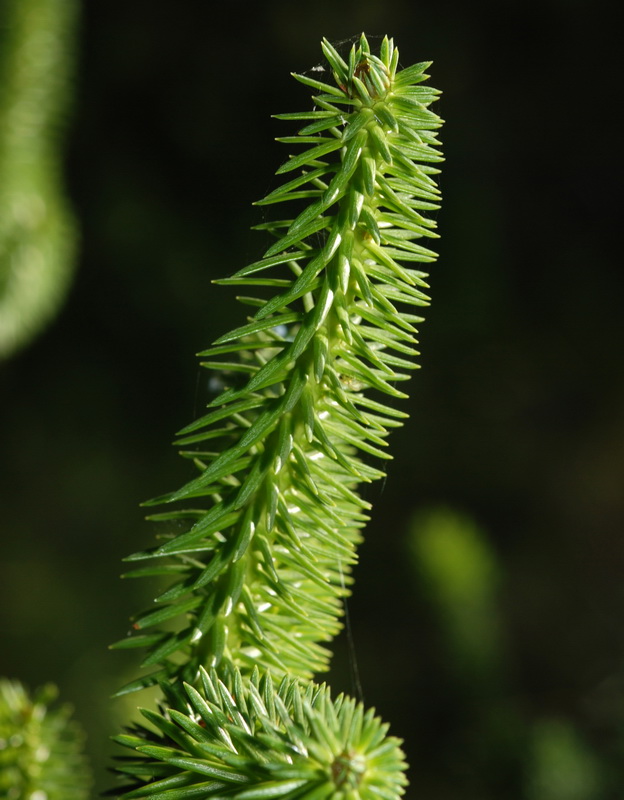 Abies pinsapo.09