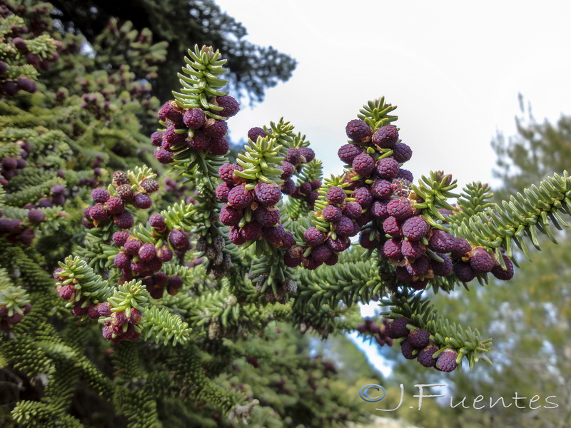 Abies pinsapo.11
