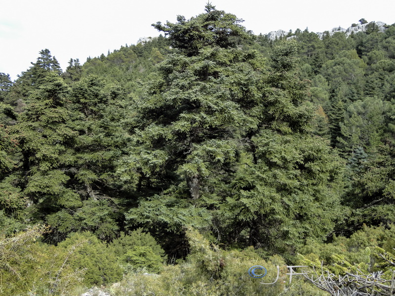 Abies pinsapo.12