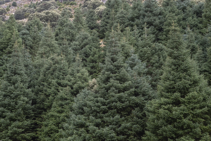 Abies pinsapo.13