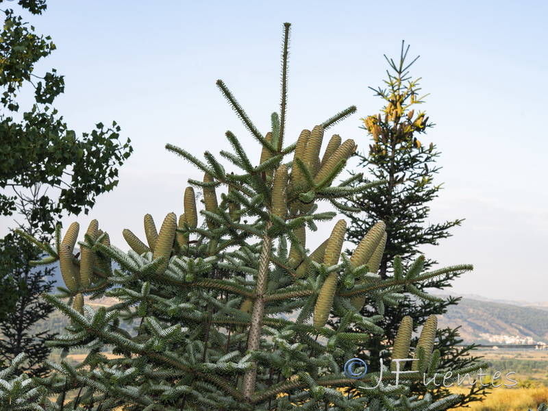 Abies pinsapo.15