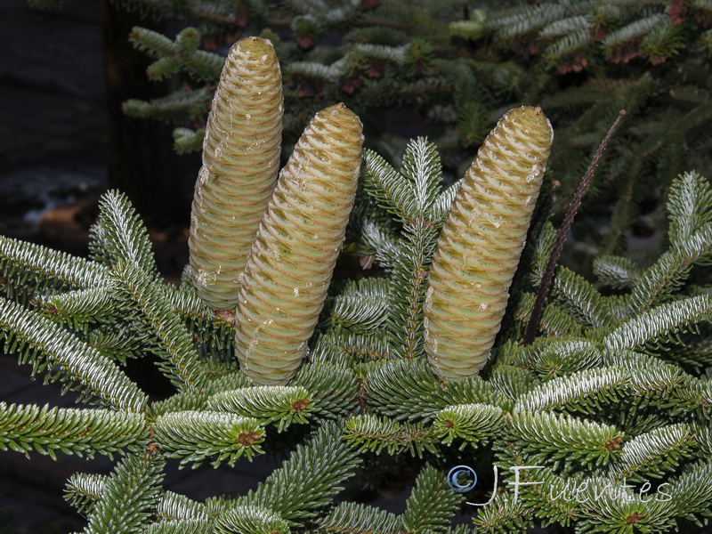 Abies pinsapo.18