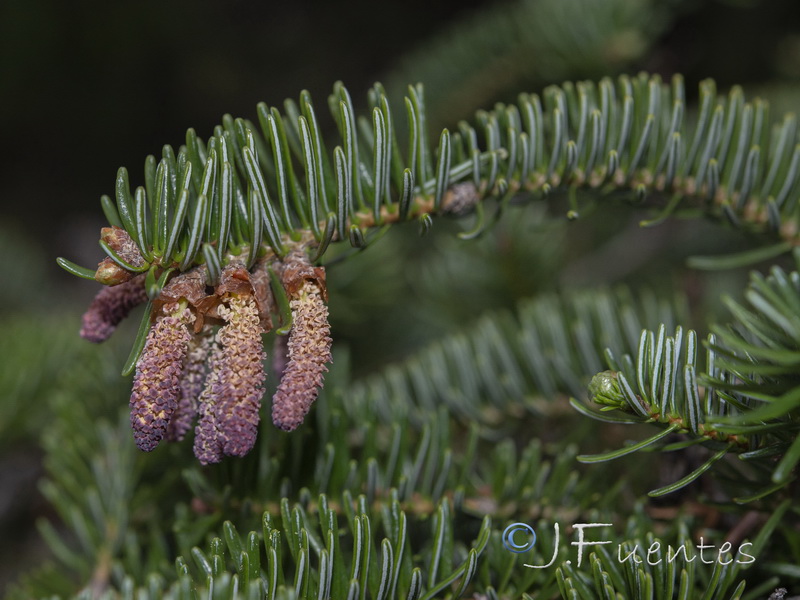 Abies pinsapo.20