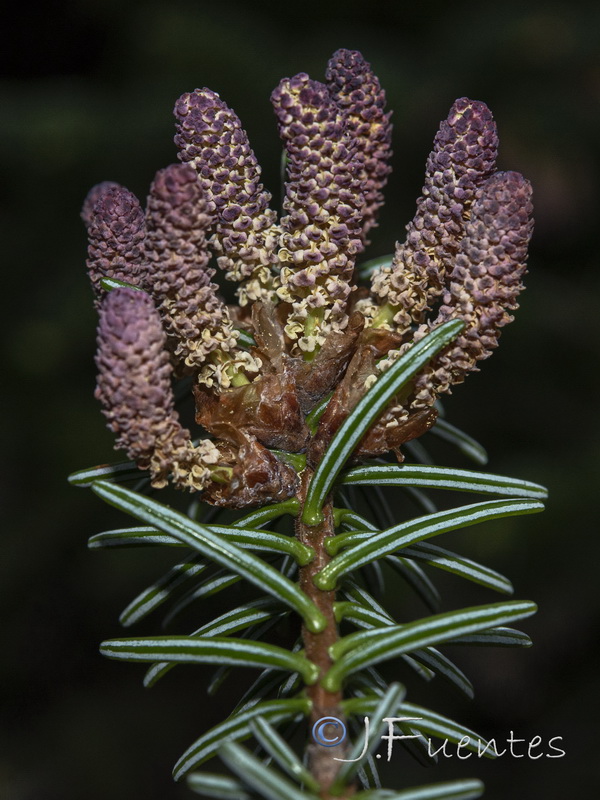 Abies pinsapo.21