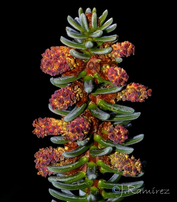 Abies pinsapo.22