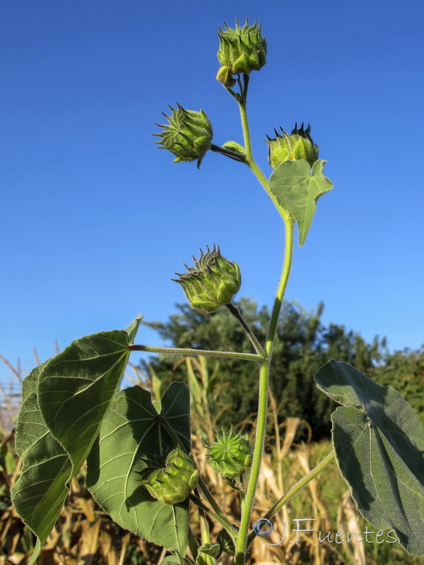 Abutilon theophrasti.01