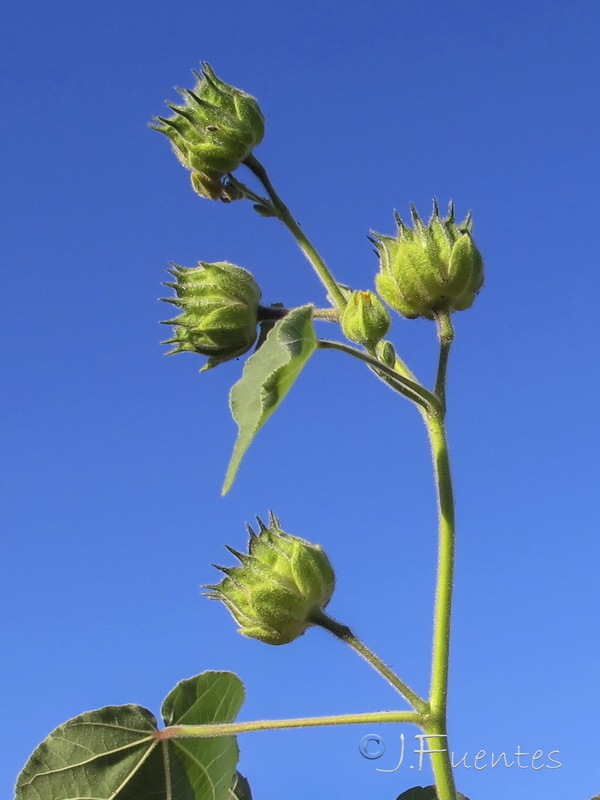 Abutilon theophrasti.02