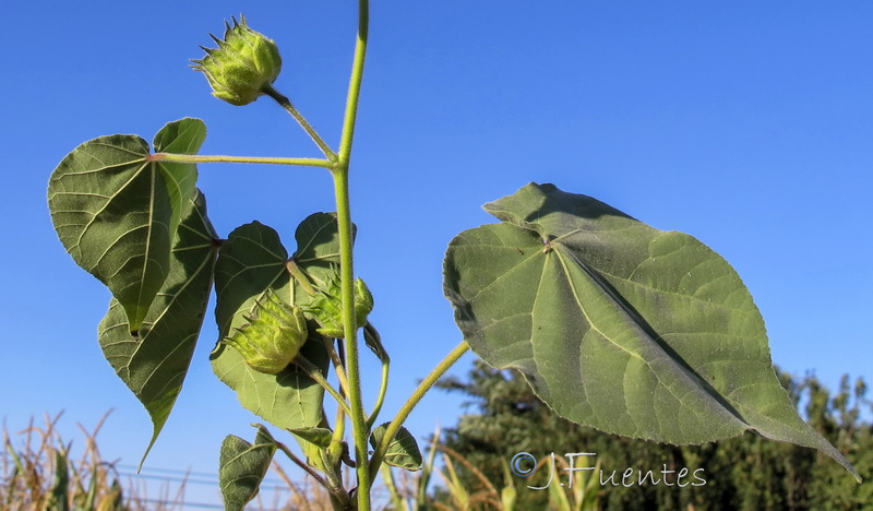 Abutilon theophrasti.03